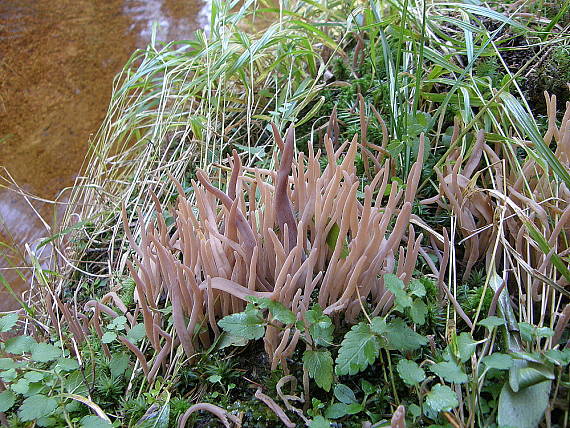 pakyjačik purpurový Alloclavaria purpurea (O.F. Müll.) Dentinger & D.J. McLaughlin