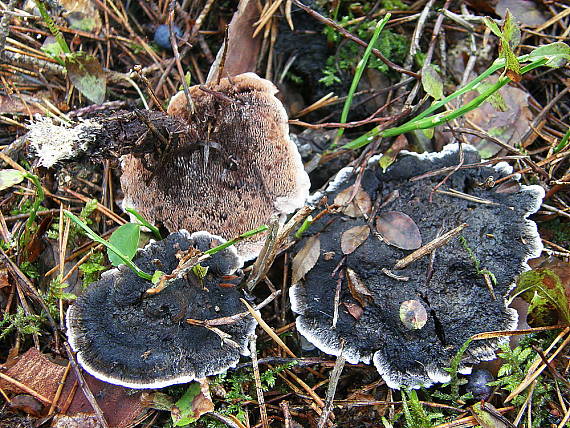 korkovec čierny Phellodon niger (Fr.) P. Karst.