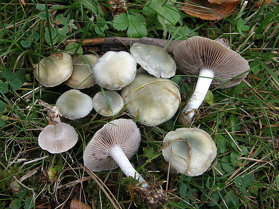 golierovka belavomodrastá Stropharia pseudocyanea (Desm.) Morgan