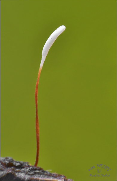piestovka červenohlúbiková Typhula erythropus (Pers.) Fr.
