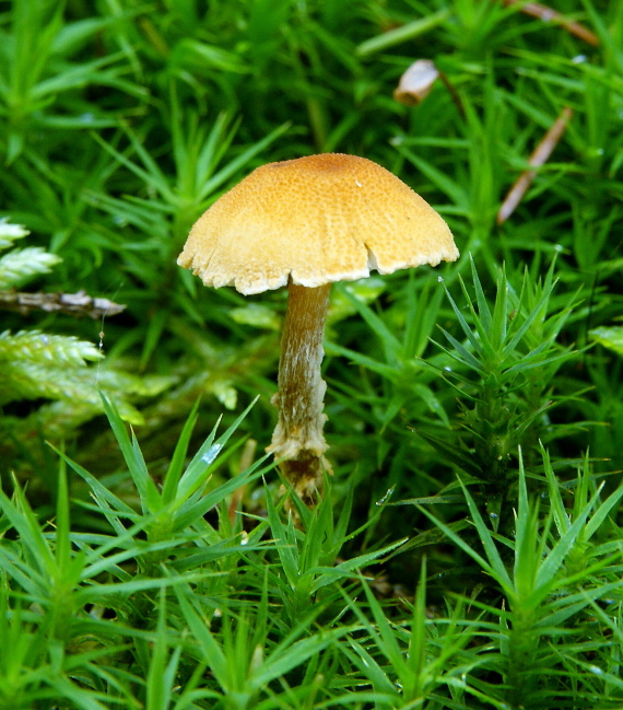 zrnivka sp. Cystoderma sp.