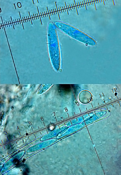 vrtidlovka veľkovýtrusná Ascocoryne cylichnium (Tul.) Korf