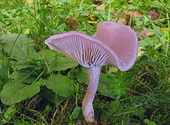 pôvabnica ružovkastá Lepista sordida (Schumach.) Singer