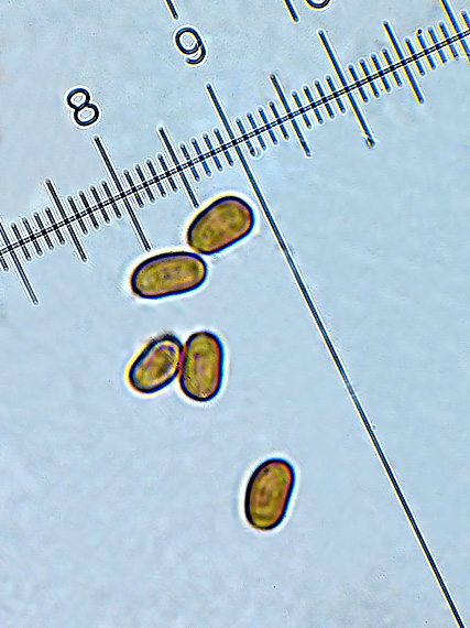 drobuľka vodomilná Psathyrella piluliformis (Bull.) P.D. Orton
