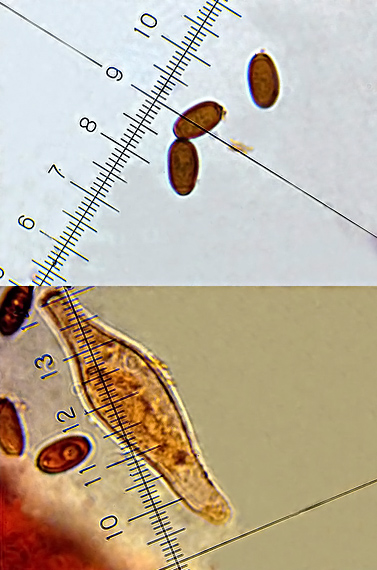 drobuľka Psathyrella olympiana A.H. Sm.