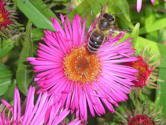 včielka a kvet