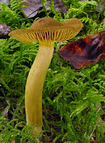 pavučinovec Cortinarius sp.