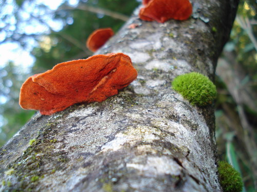 červenica rumelková Pycnoporus cinnabarinus  (Jacq.) P. Karst.