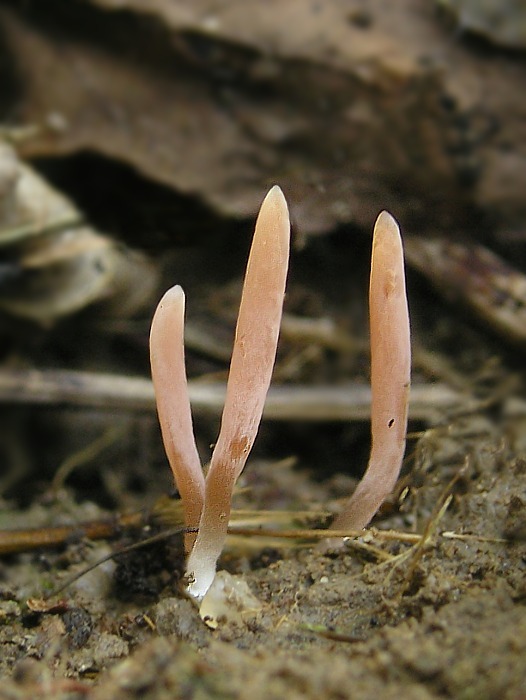 kyjačik pleťový Clavaria incarnata  var. stellifera