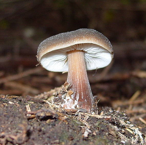 peniazovka maslová Rhodocollybia butyracea (Bull.) Lennox