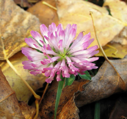 ďatelina Trifolium