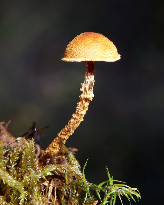 zrnivka Cystoderma sp.
