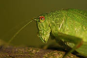 kobylka krídlatá