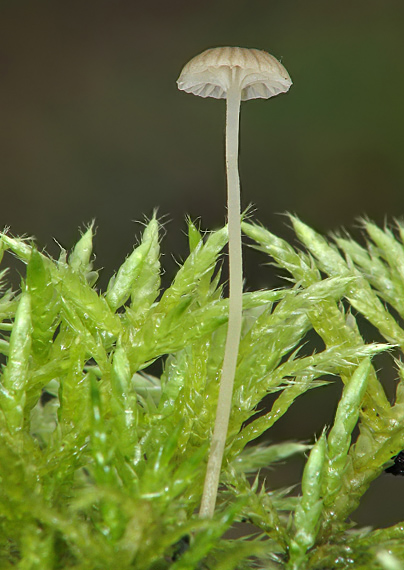 machovček Rickenella sp.