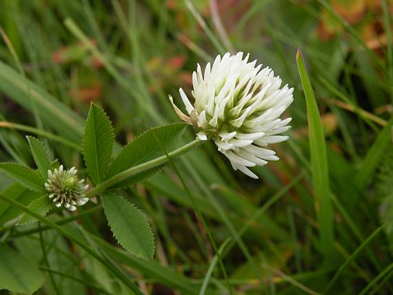 ďatelina horská Trifolium montanum  L.