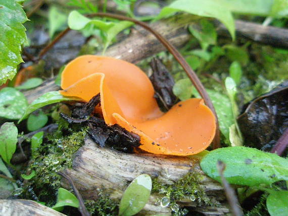 tanierovka oranžová Aleuria aurantia (Pers.) Fuckel