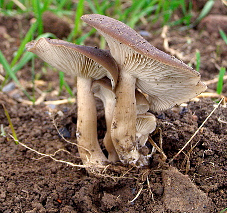 Strmulec sivohnedý-Líha klubčitá   Lyophyllum fumosum (Pers.) P.D. Orton