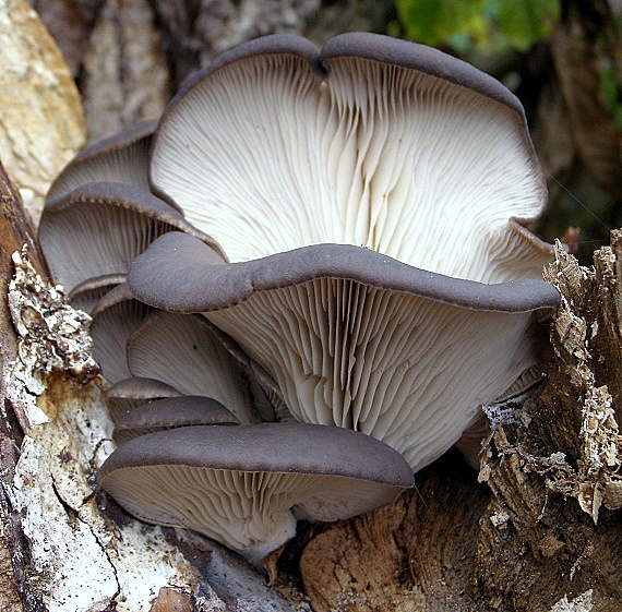 hliva ustricovitá-Hlíva ústřičná Pleurotus ostreatus   (Jacq.) P. Kumm.