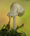 agaricales