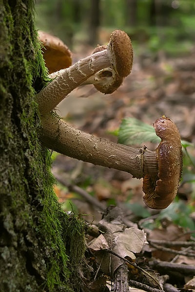 podpňovka tmavá Armillaria ostoyae (Romagn.) Herink