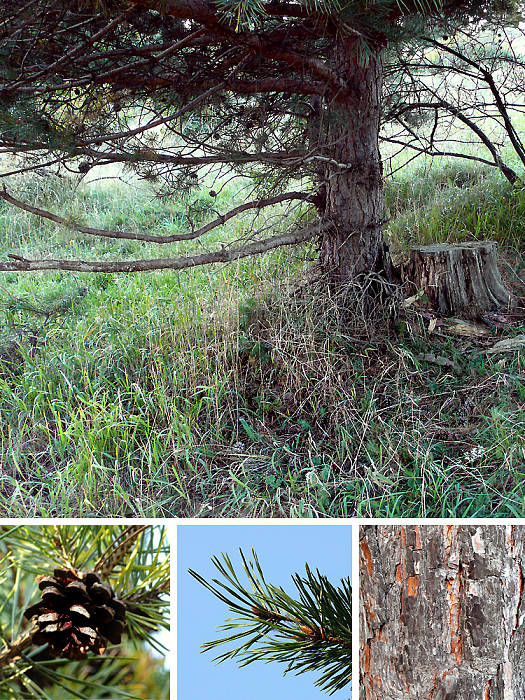 borovica lesná Pinus sylvestris L.