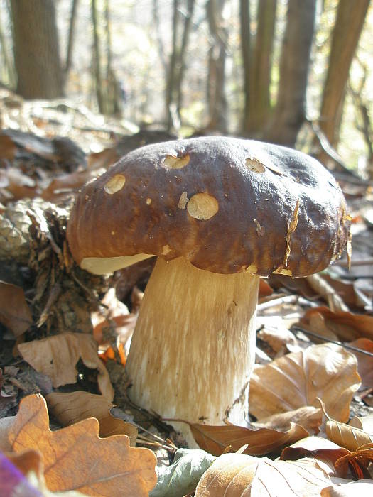 hríb smrekový Boletus edulis Bull.