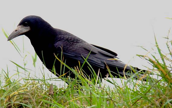 havran čierny-tu niečo je... Corvus frugilegus