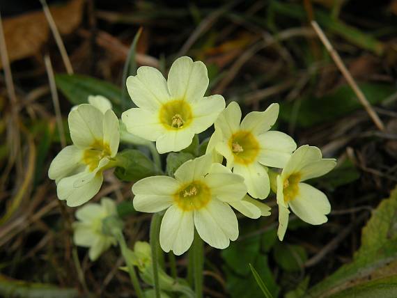 prvosienka vyššia v jesennom vydani Primula elatior (L.) L.