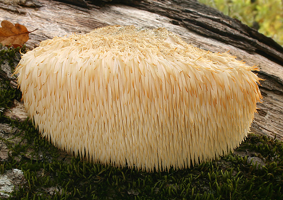 koralovec ježovitý Hericium erinaceus (Bull.) Pers.