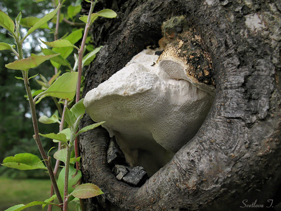 tvarohovec jabloňový Pappia fissilis (Berk. & M.A. Curtis) Zmitr.