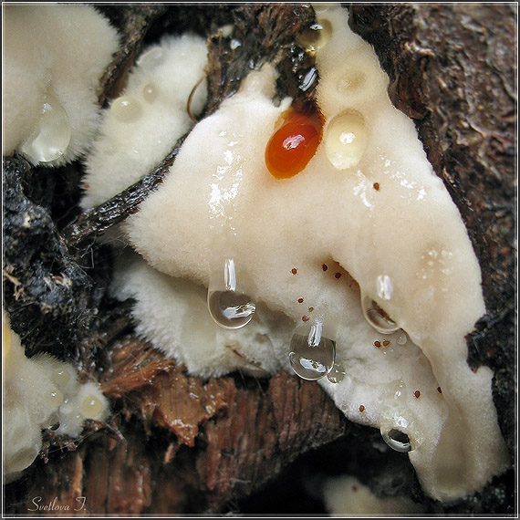 tvarohovec jabloňový Tyromyces fissilis