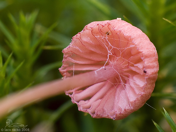 prilbička ružová Mycena rosella (Fr.) P. Kumm.