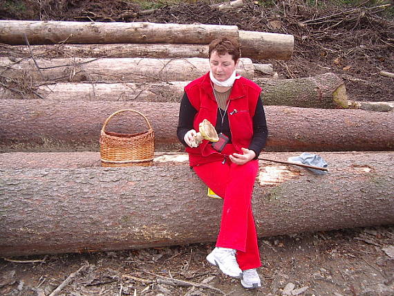 hríb smrekový Boletus edulis