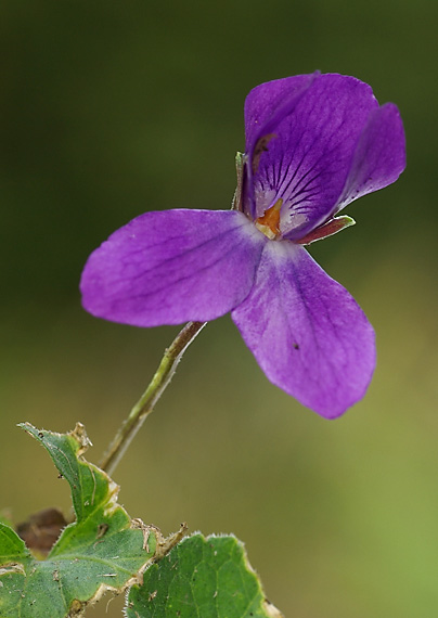 fialka voňavá - violka vonná Viola odorata L.
