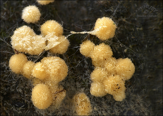tyčkovka žltá Bactridium flavum Kunze