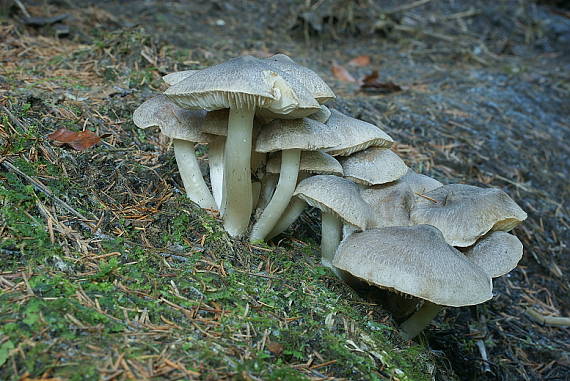 čírovka zemná  Tricholoma terreum (Schaeff.) P. Kumm.