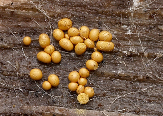 slizovka Trichia varia (Pers.) Pers.