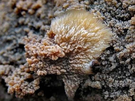 žilnačka  Phlebia acerina
