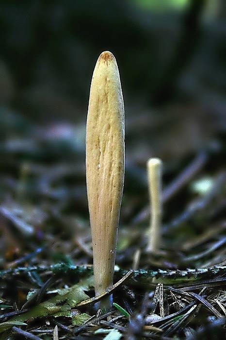 kyjak jazykovitý Clavariadelphus ligula (Schaeff.) Donk