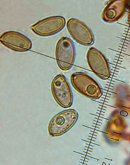 golierovka šupinkatá Leratiomyces squamosus var. squamosus (Pers.) Bridge & Spooner