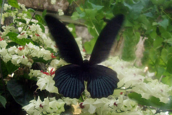 motýľ Papilio memnon