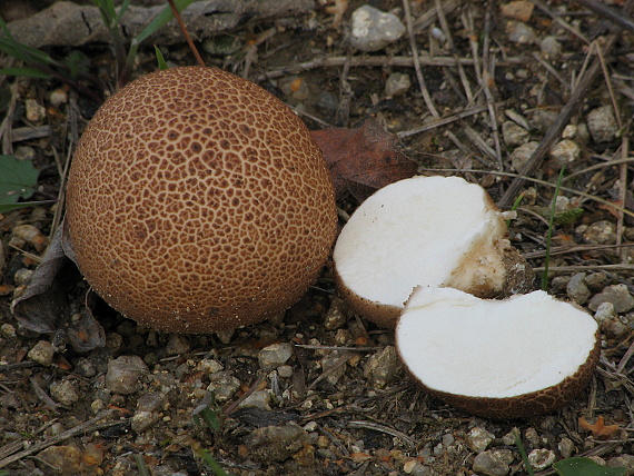 pestrec Scleroderma sp.