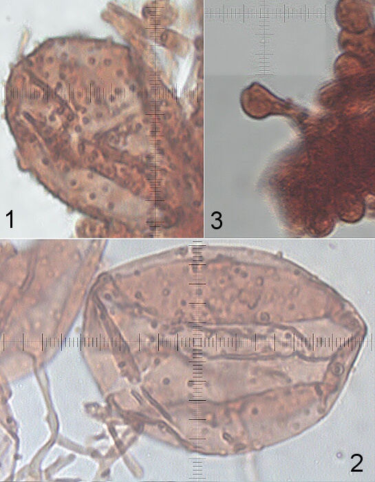 hnojník ovinutý Coprinopsis laanii (Kits van Wav.) Redhead, Vilgalys & Moncalvo
