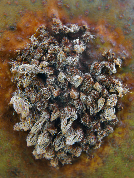 hrdzavka hrušková Gymnosporangium sabinae (Dicks.) G. Winter
