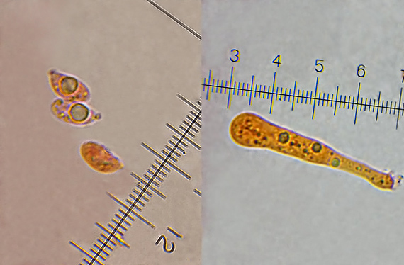 špička smradľavá Gymnopus foetidus (Sowerby) J.L. Mata & R.H. Petersen