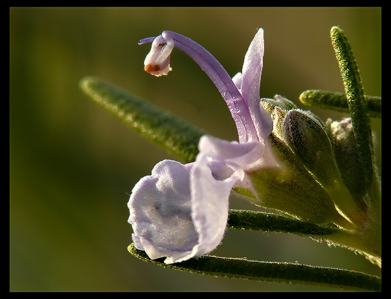 pomýlená príroda?     rozmarín lekársky - kvet  Rosmarinus officinalis L.