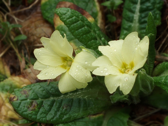 prvosienka Primula acaulis (L.) L.