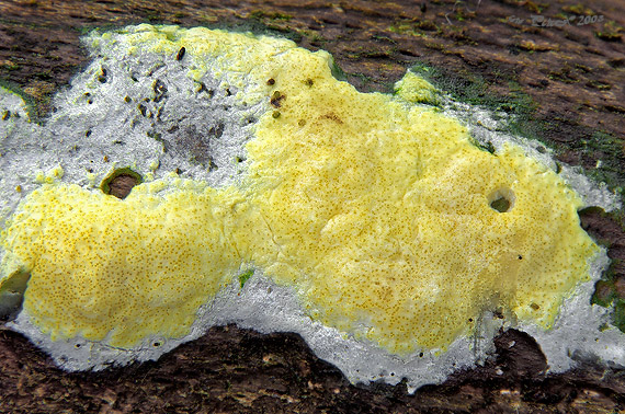 ponorenec citrónovožltý Trichoderma citrinum (Pers.) Jaklitsch, W. Gams & Voglmayr