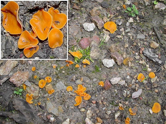 tanierovka oranžová Aleuria cf. aurantia (Pers.) Fuckel