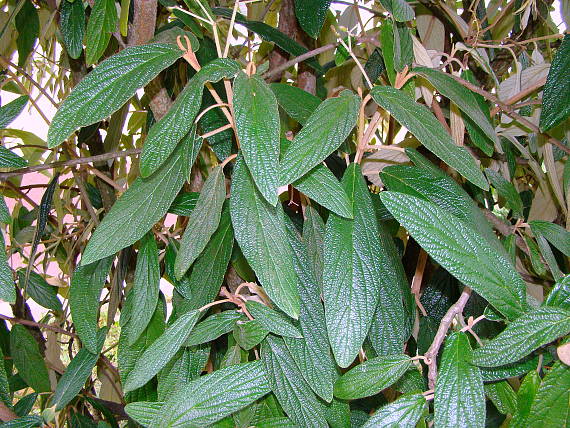 kalina vráskavolistá Viburnum rhytidophyllum Hemsl.